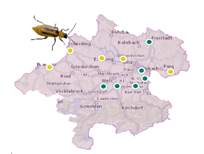 Das Maiswurzelbohrer-Monitoring wird eingestellt. - LK OÖ Angerer.png © LK OÖ/Angerer