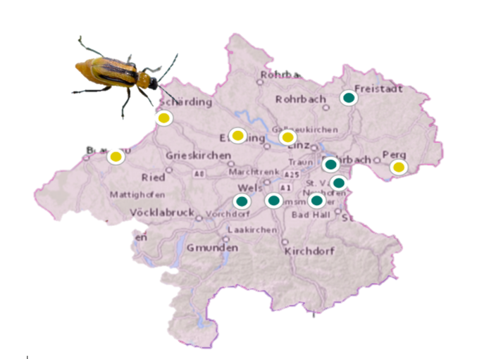 Das Maiswurzelbohrer-Monitoring wird eingestellt. - LK OÖ Angerer.png © LK OÖ/Angerer Das Maiswurzelbohrer-Monitoring wird eingestellt. - LK OÖ Angerer.png © LK OÖ/Angerer