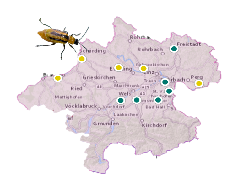 Das Maiswurzelbohrer-Monitoring wird eingestellt. - LK OÖ Angerer.png