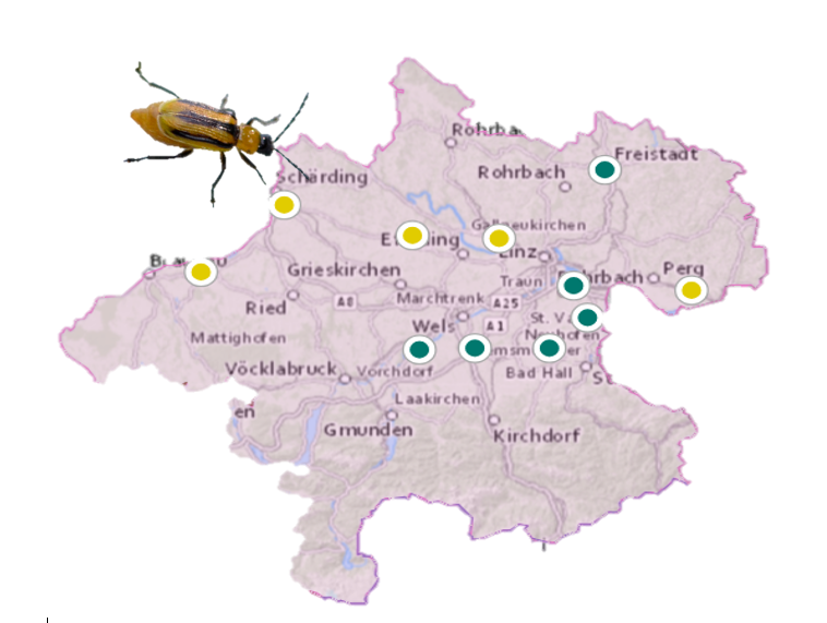 Das Maiswurzelbohrer-Monitoring wird eingestellt. - LK OÖ Angerer.png © LK OÖ/Angerer Das Maiswurzelbohrer-Monitoring wird eingestellt. - LK OÖ Angerer.png © LK OÖ/Angerer