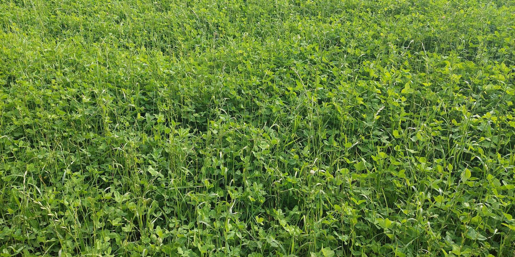 Feldfutter.jpg © BWSB/Wallner Feldfutter.jpg © BWSB/Wallner