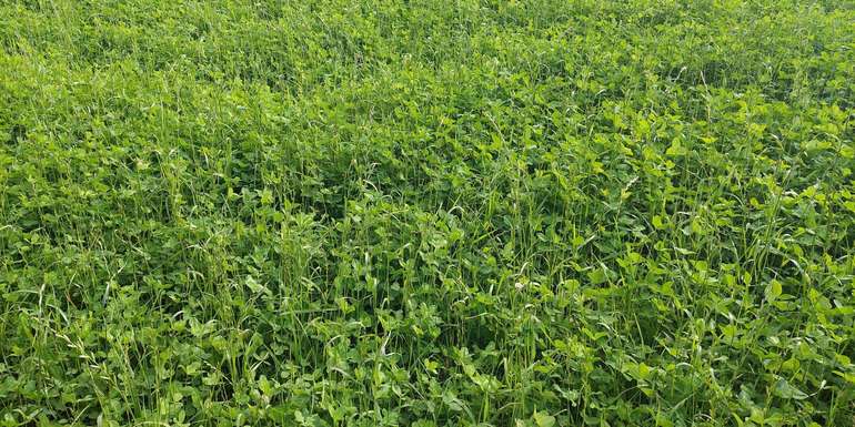 Feldfutter.jpg © BWSB/Wallner Feldfutter.jpg © BWSB/Wallner