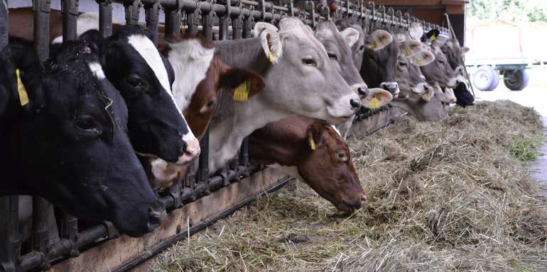 Landwirtschaftskammer Vorarlberg