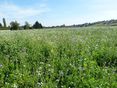 Begrünung Phacelia, Ölrettich,... © Karl Thumfart