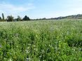 Begrünung Phacelia, Ölrettich,... © Karl Thumfart