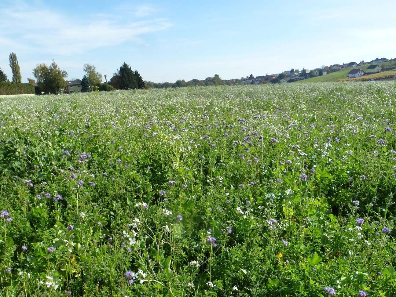 Begrünung Phacelia, Ölrettich,... .jpg