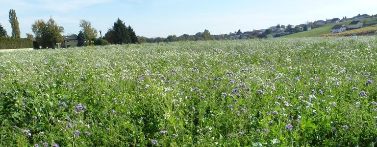 Begrünung Phacelia, Ölrettich,... © Karl Thumfart