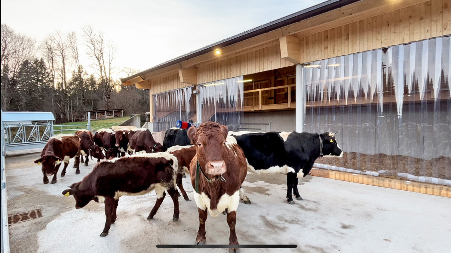 Kühe im Auslaufbereich © LK Tirol