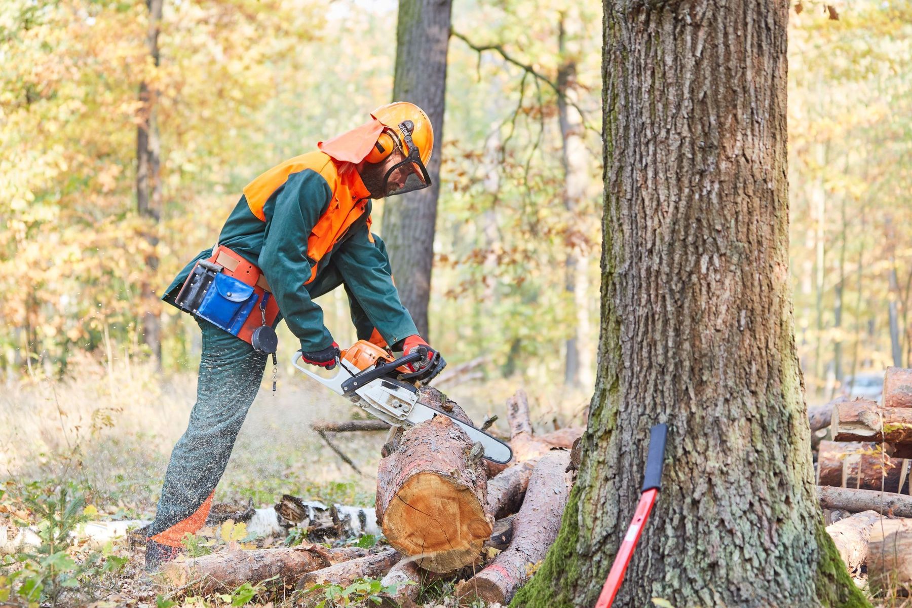 Waldarbeiter.jpg © Kneschke