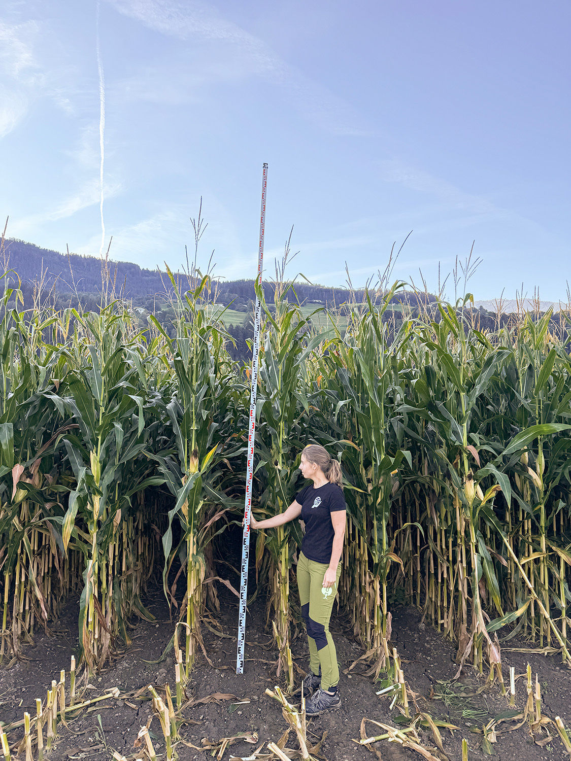 Maisfeld mit Person die die Höhe misst © Reinhard Egger