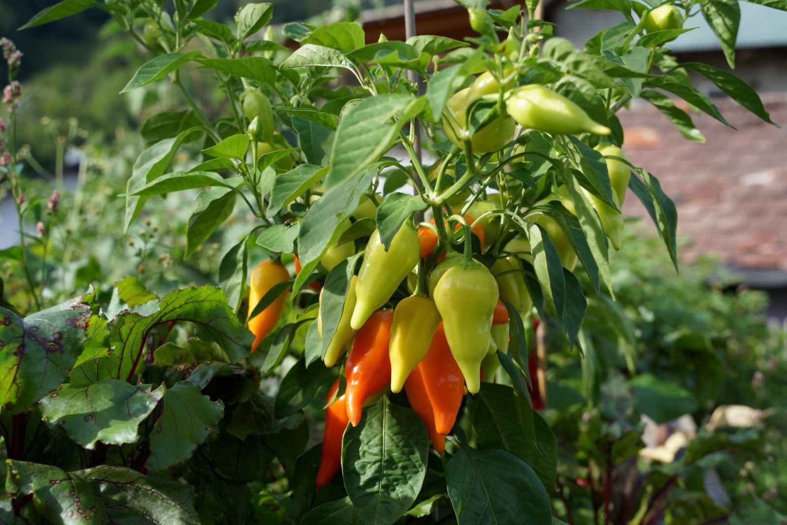 gartentipp Chili-Saison Foto Chili.jpg