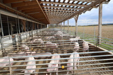 Tierwohlstallschwein.jpg © Paula Pöchlauer-Kozel/LK NÖ Tierwohlstallschwein.jpg © Paula Pöchlauer-Kozel/LK NÖ