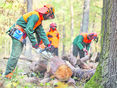 Arbeitssicherheit hat im Wald immer Vorrang © AdobeStock/Robert Kneschke für BauernJournal