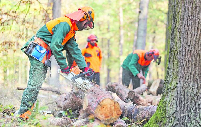 Arbeitssicherheit hat im Wald immer Vorrang.jpg © AdobeStock/Robert Kneschke für BauernJournal Arbeitssicherheit hat im Wald immer Vorrang.jpg © AdobeStock/Robert Kneschke für BauernJournal