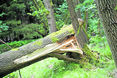 Windwurf.jpg © AdobeStock_180107901 2 für BauernJournal