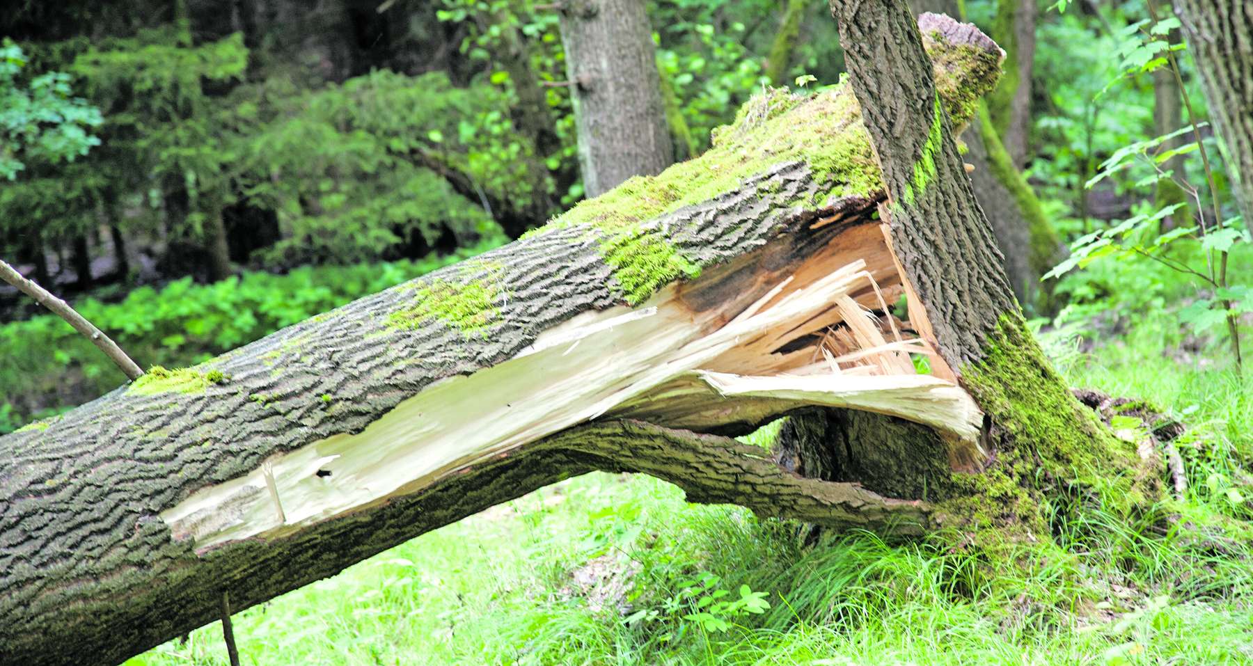 Windwurf.jpg © AdobeStock_180107901 2 für BauernJournal Windwurf.jpg © AdobeStock_180107901 2 für BauernJournal