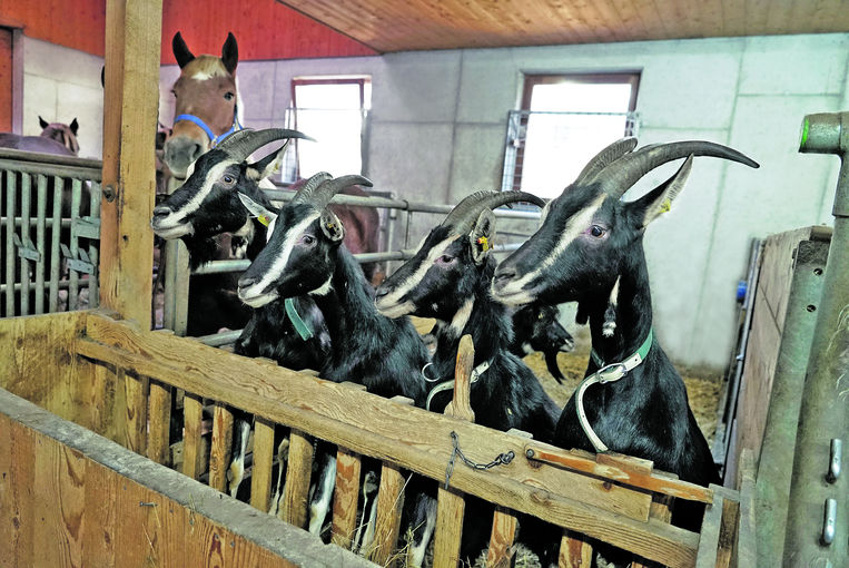 Handwerkliches Geschick sichert den Erfolg.jpg