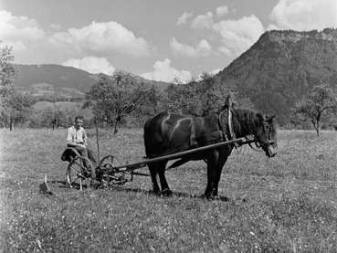 Landwirtschaft früher.jpg © Sammlung Franz Beer, Stadtarchiv Dornbirn