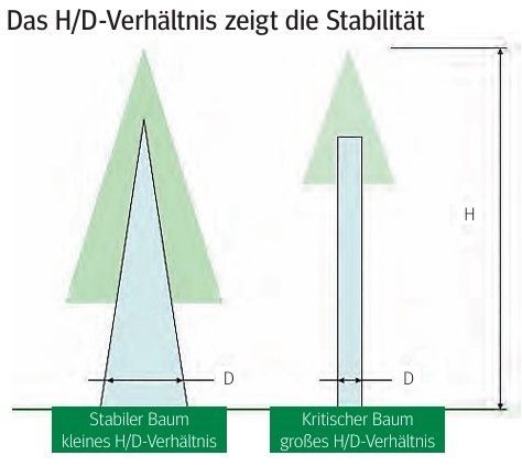 Die Durchforstung Abbildung 1.jpg © Referat 5/ Forst und Energie der LK Kärnten