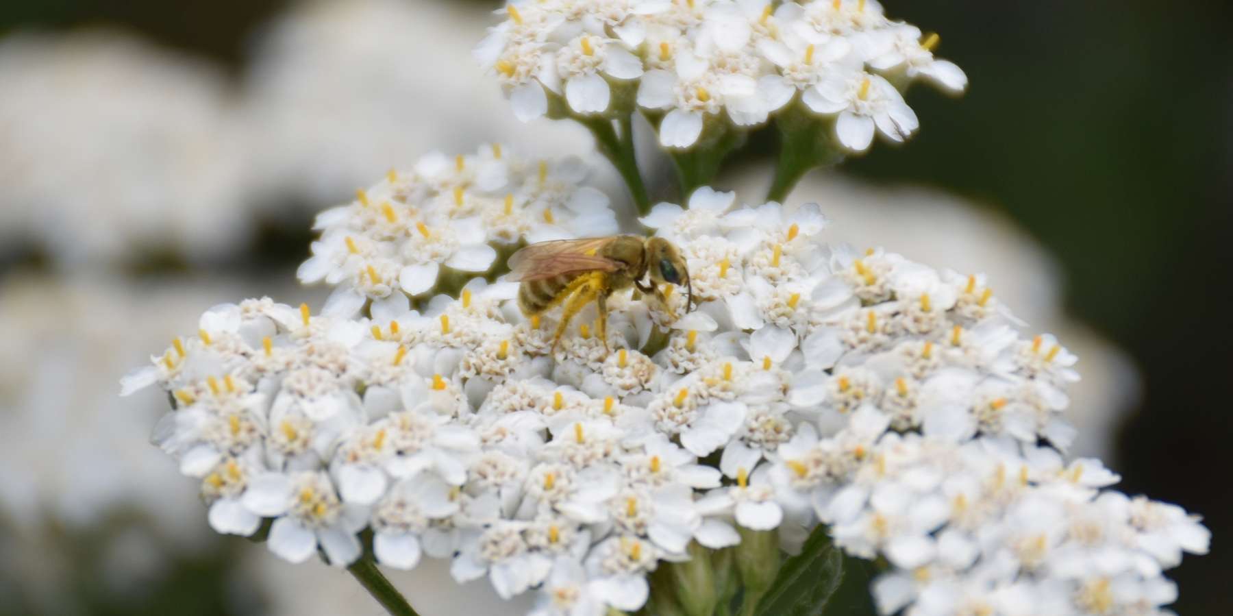 Wildbiene auf Scharfgabe.jpg © Bienenzentrum OÖ