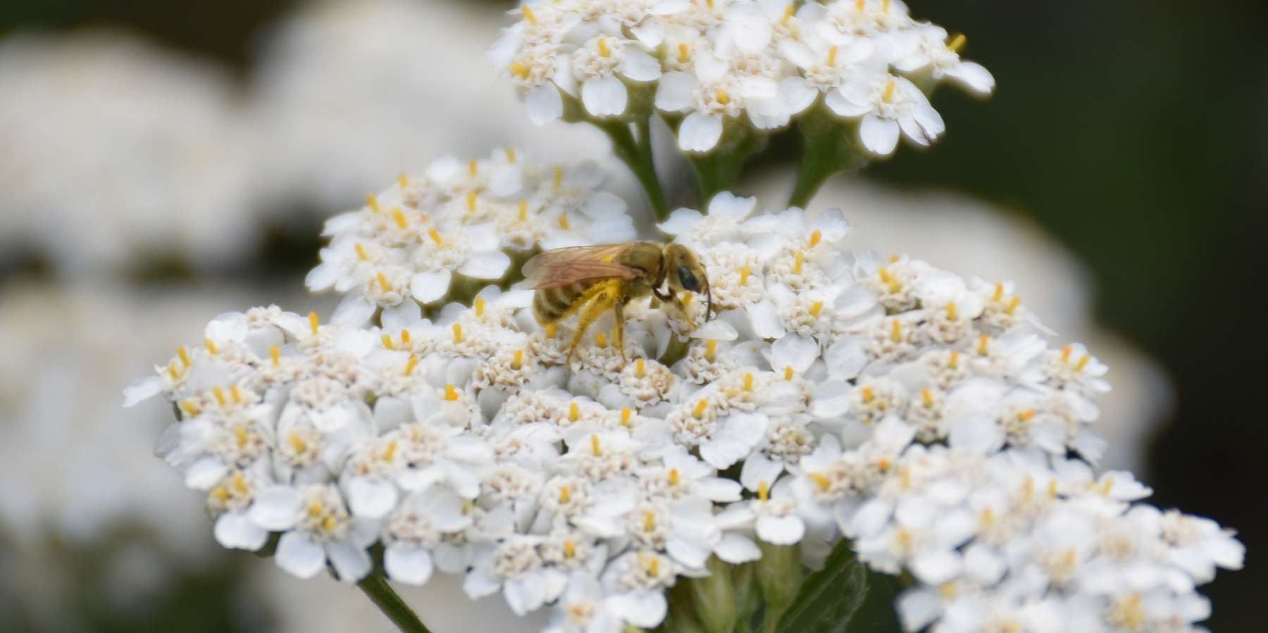 Wildbiene auf Scharfgabe.jpg © Bienenzentrum OÖ Wildbiene auf Scharfgabe.jpg © Bienenzentrum OÖ