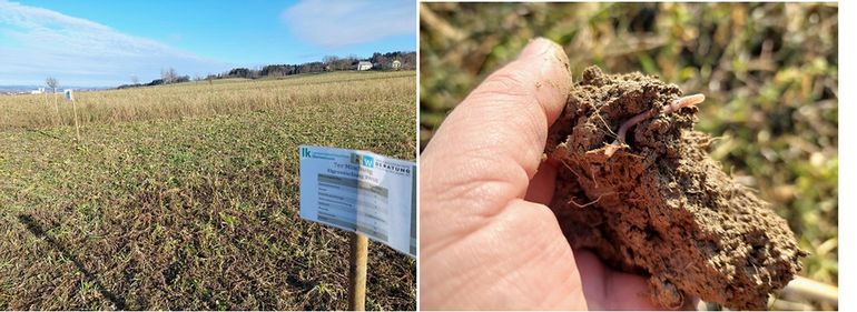 Optimale Bodenstruktur am Zwischenfruchtversuch St. Florian_1.2.2025.jpg © BWSB/Wallner Optimale Bodenstruktur am Zwischenfruchtversuch St. Florian_1.2.2025.jpg © BWSB/Wallner