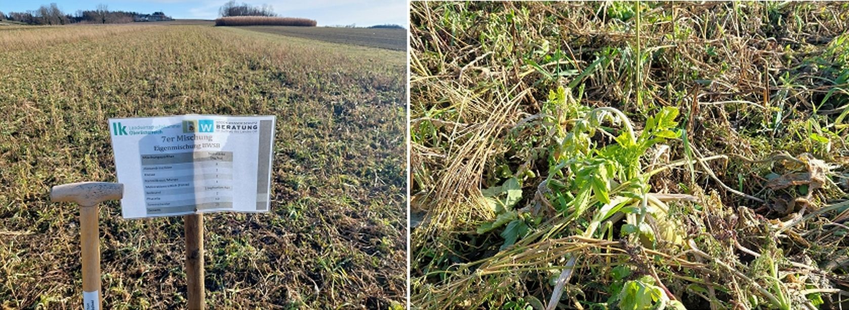 Links - gut abgefrostete Versuchsvariante – rechts Meliorationsrettich, noch nicht vollständig abgefrostet.jpg © BWSB/Wallner Links - gut abgefrostete Versuchsvariante – rechts Meliorationsrettich, noch nicht vollständig abgefrostet.jpg © BWSB/Wallner