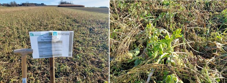 Links - gut abgefrostete Versuchsvariante – rechts Meliorationsrettich, noch nicht vollständig abgefrostet.jpg © BWSB/Wallner Links - gut abgefrostete Versuchsvariante – rechts Meliorationsrettich, noch nicht vollständig abgefrostet.jpg © BWSB/Wallner