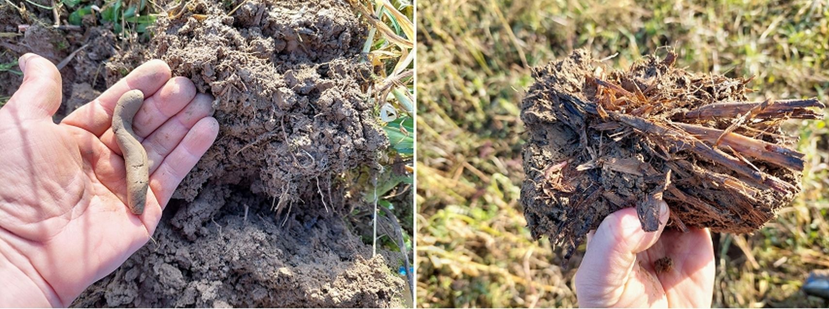 Bodenfeuchte prüfen_Tonanteil hoch_Ernterückstände vorhanden.jpg © BWSB/Wallner Bodenfeuchte prüfen_Tonanteil hoch_Ernterückstände vorhanden.jpg © BWSB/Wallner