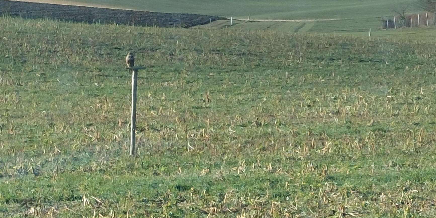 Sitzstangen.jpg © BWSB/Wallner Sitzstangen.jpg © BWSB/Wallner