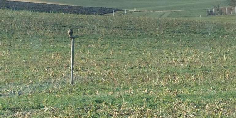 Sitzstangen.jpg © BWSB/Wallner Sitzstangen.jpg © BWSB/Wallner