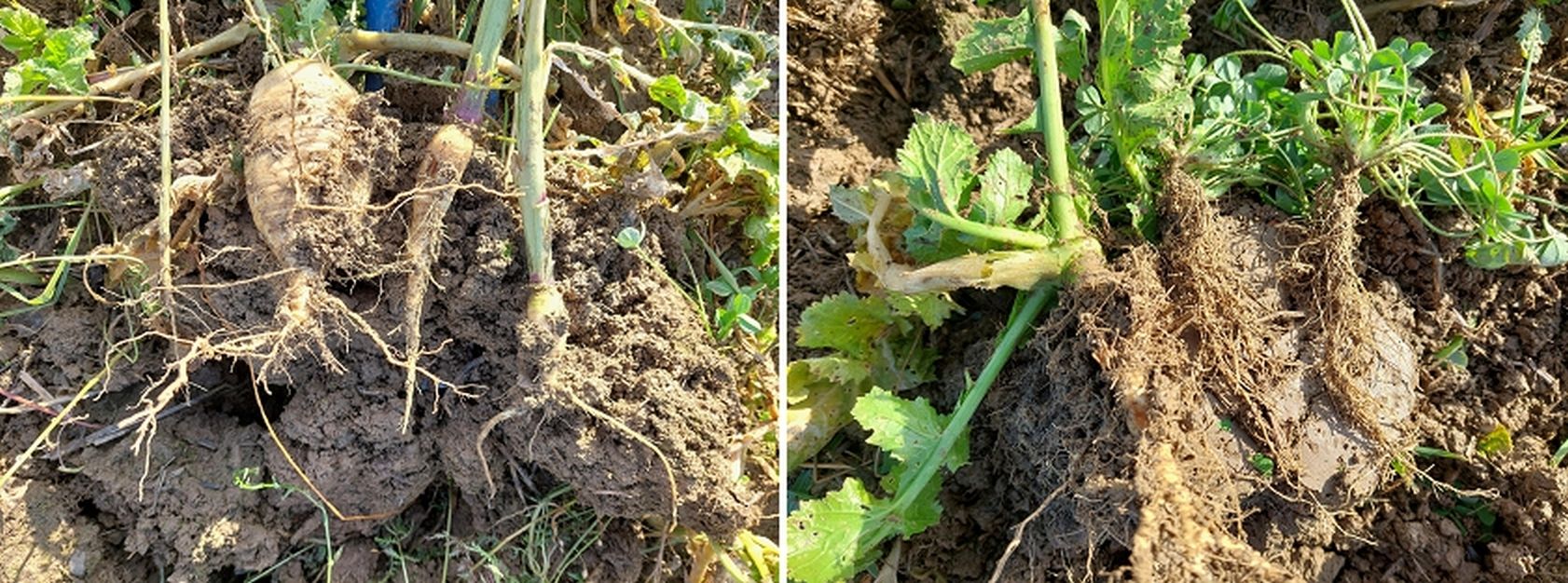 Wurzelkontrolle ist „Pflicht“ und gehört zu jeder Spatenprobe!.jpg © BWSB/Wallner Wurzelkontrolle ist „Pflicht“ und gehört zu jeder Spatenprobe!.jpg © BWSB/Wallner