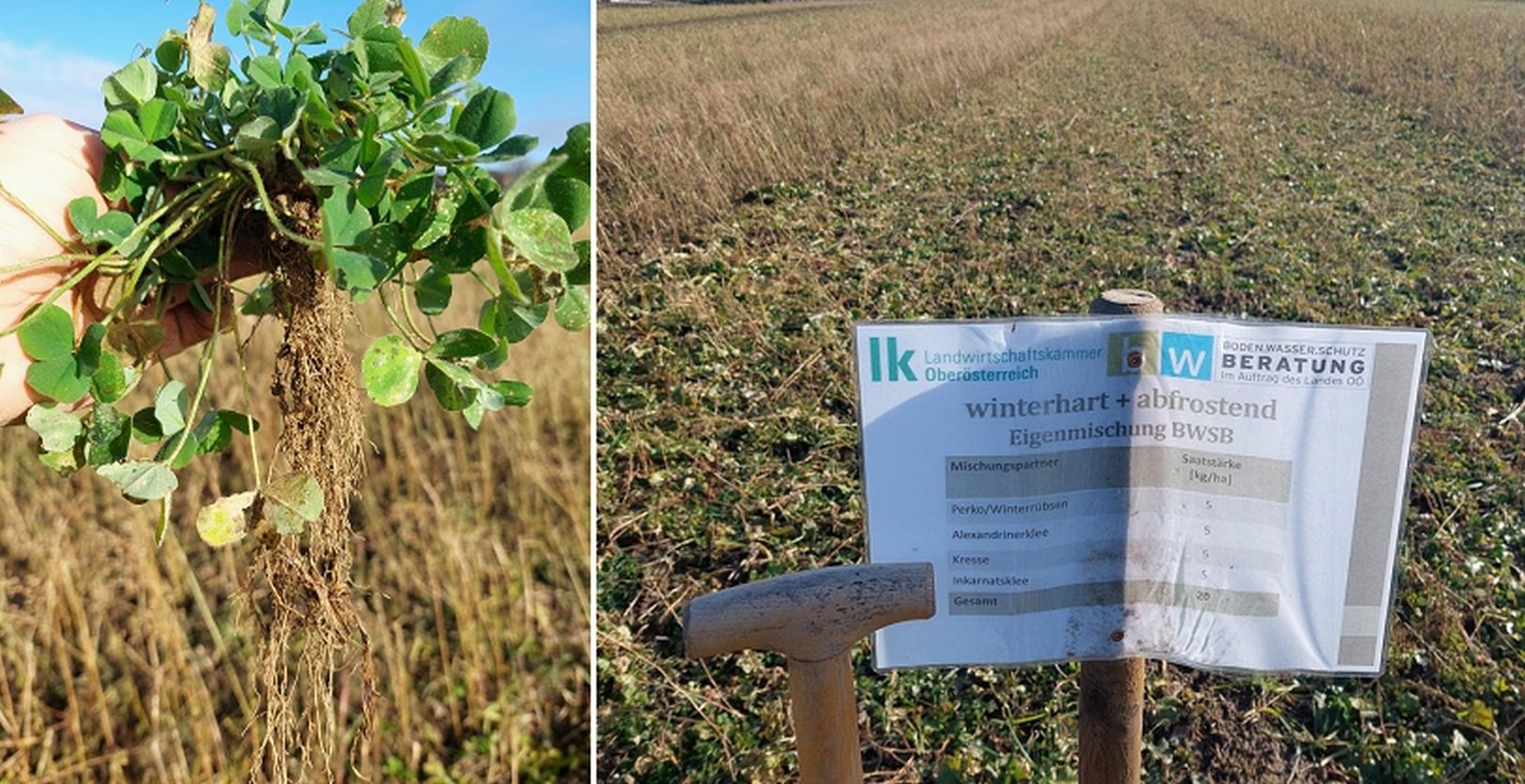 Der Inkarnatklee hat sich in der Mischung „winterhart + abfrostend“ sehr gut entwickelt.jpg © BWSB/Wallner Der Inkarnatklee hat sich in der Mischung „winterhart + abfrostend“ sehr gut entwickelt.jpg © BWSB/Wallner