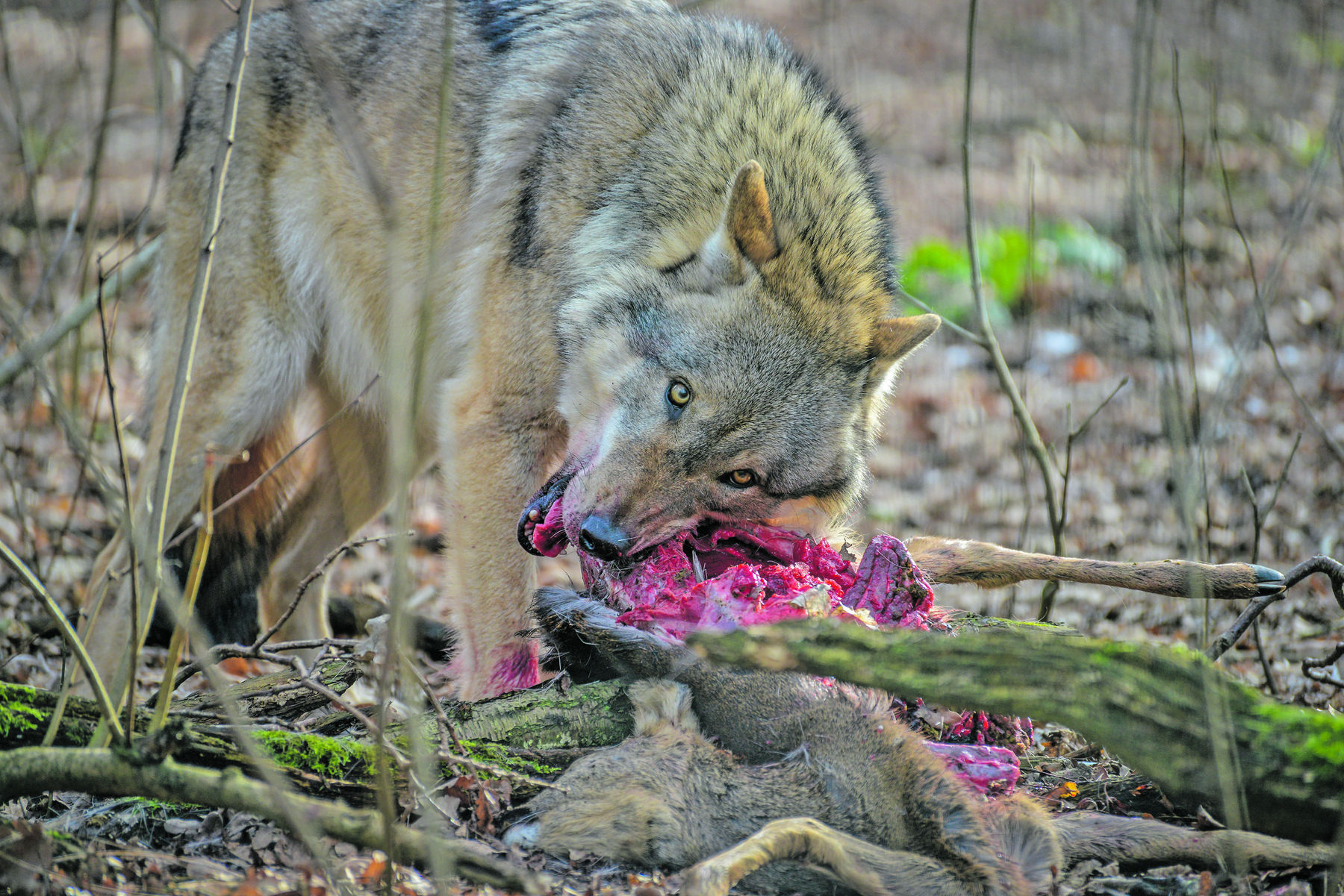 Schutzstatus von Wolf, Biber und Fischotter muss sinken.jpg © AdobeStock Schutzstatus von Wolf, Biber und Fischotter muss sinken.jpg © AdobeStock