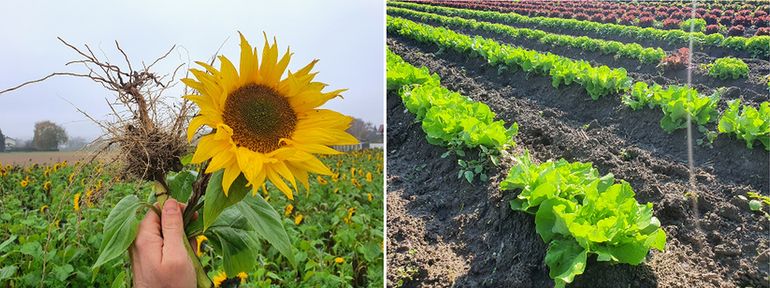 Sonnenblume_Salat.jpg © BWSB/Lehner