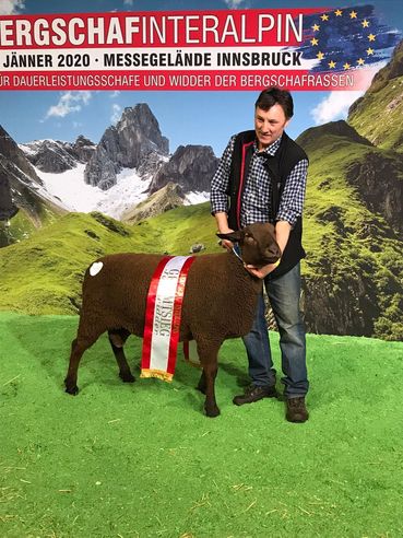 Bild3 Gerhard Interalpin.jpg © Salzburger Schafzuchtverband Bild3 Gerhard Interalpin.jpg © Salzburger Schafzuchtverband