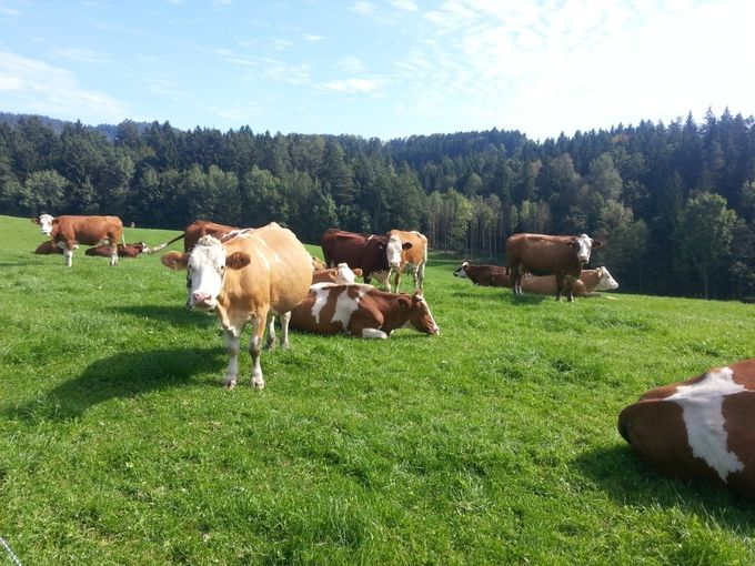 Kühe auf Weide 3 LK OÖ_klein.jpg © Landwirtschaftskammer OÖ