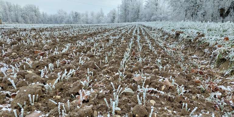 Winterweizen Raureif.jpg © BWSB/Wallner