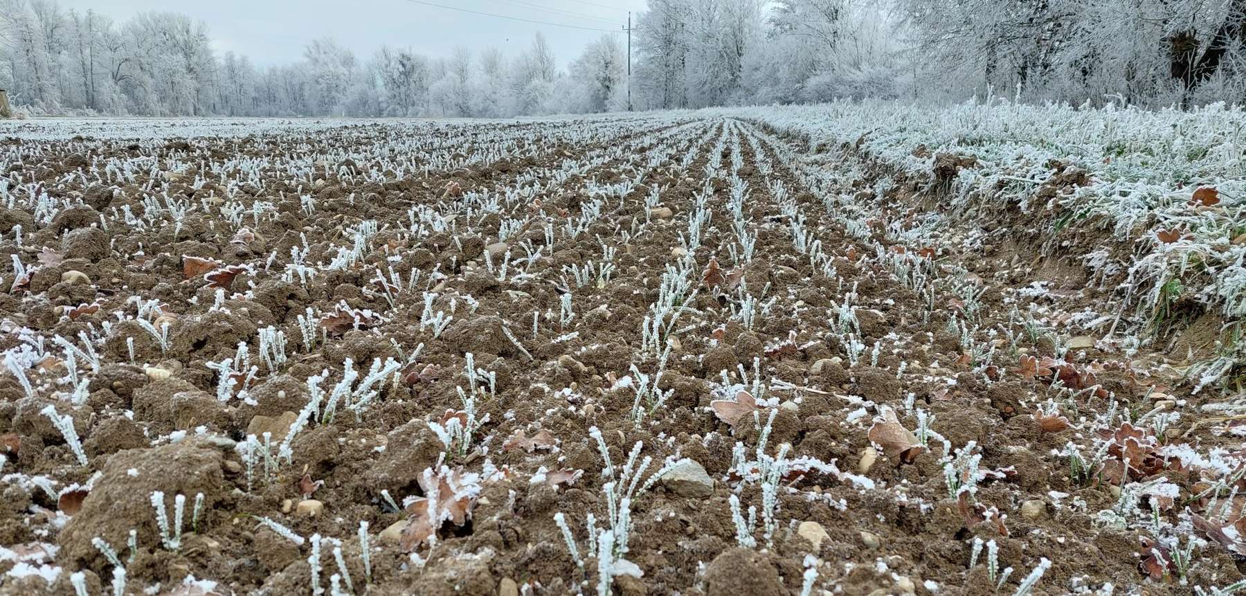Winterweizen Raureif.jpg Winterweizen Raureif.jpg