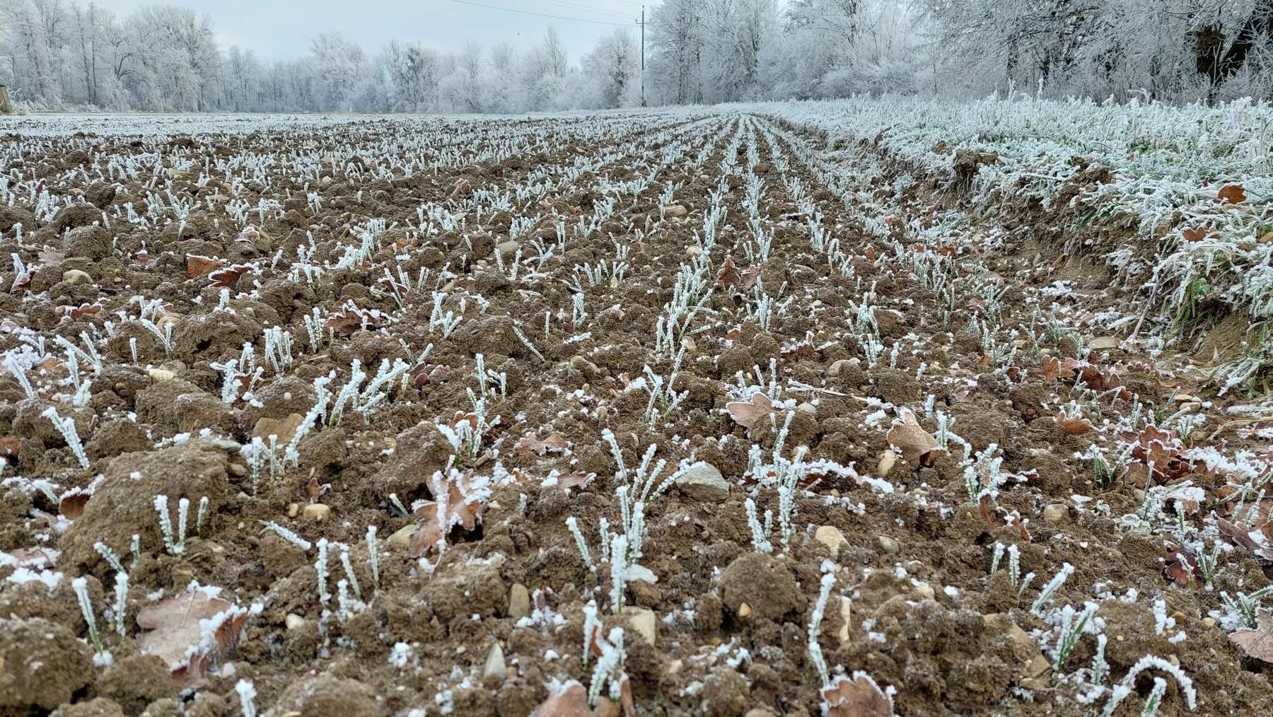 Winterweizen Raureif.jpg