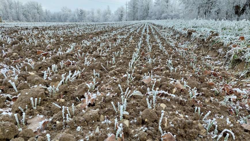 Winterweizen Raureif.jpg