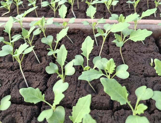 sb07_mt_kohlrabi.jpg © Tanzerbauer sb07_mt_kohlrabi.jpg © Tanzerbauer