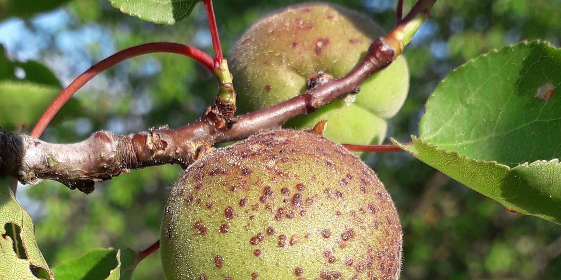 Bakterienbrand Marille © LK Steiermark