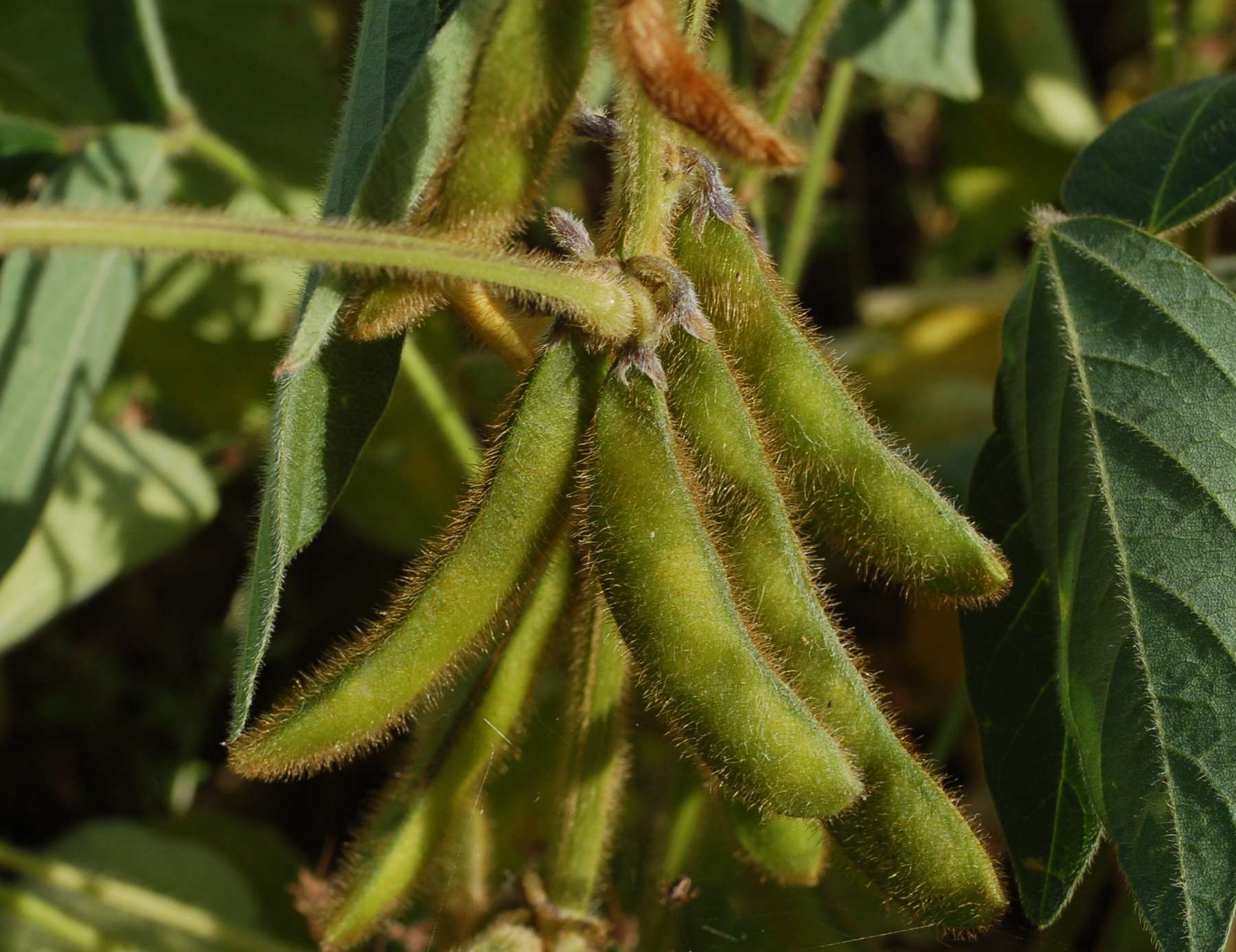 Sojabohnen.jpg © Dr. Wasner