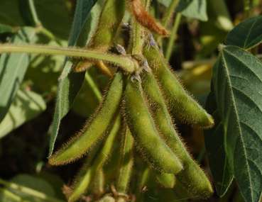 Sojabohnen.jpg © Dr. Wasner