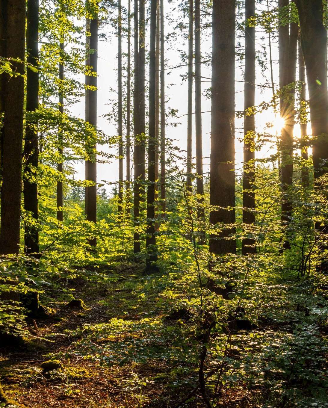 Wald.jpg © stock.adobe.com