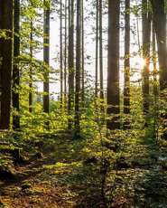 Wald.jpg © stock.adobe.com