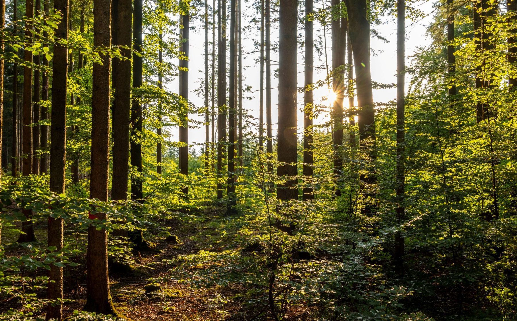 Wald.jpg © stock.adobe.com Wald.jpg © stock.adobe.com