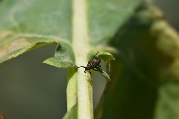 Gefleckter Kohltriebrüssler.jpg © LK OÖ/Köppl