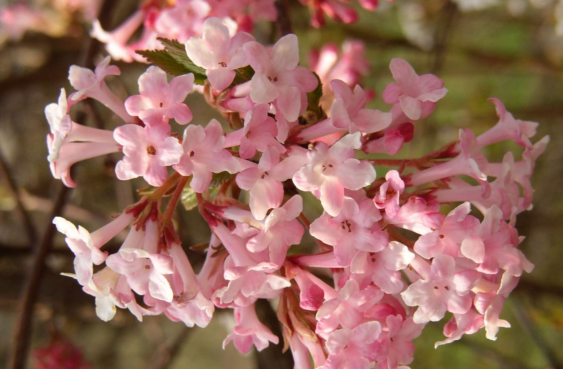 Foto_Erste_Frühlingsboten.jpg © Stumvoll/LK OÖ Foto_Erste_Frühlingsboten.jpg © Stumvoll/LK OÖ